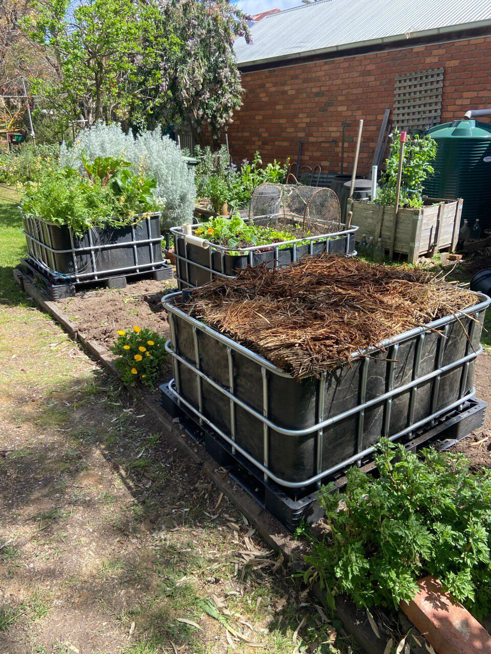 Three IBC wicking beds staggered in the garden