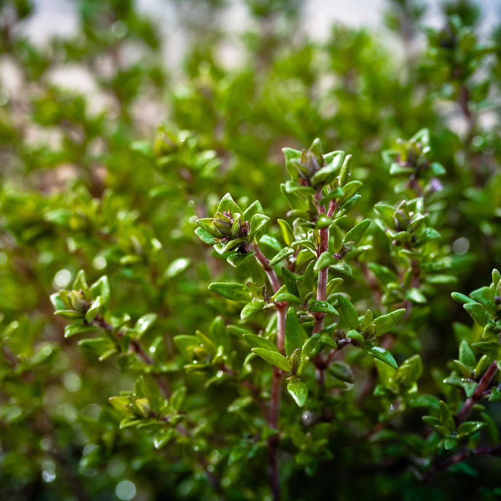 Thyme (Common)