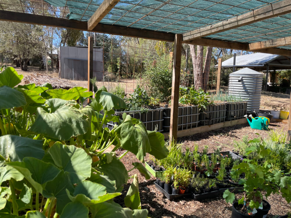 farmerphil.com.au IBC Wicking beds in the plant nursery